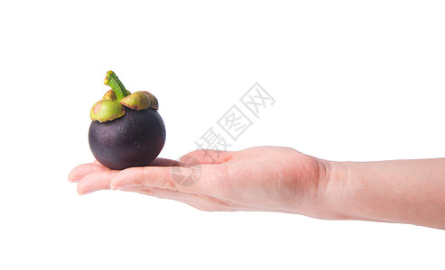 手牵手的芒果 在背景情调水果食物紫色异国山竹季节性营养热带图片