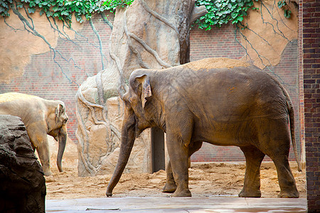 非洲大象国家厚皮皮肤动物动物园公园哺乳动物荒野图片