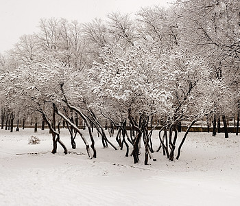 下雪时的百合花图片