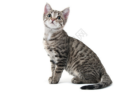 小猫咪哺乳动物条纹小猫宠物动物灰色猫科毛皮图片