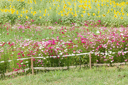草原上美丽的花朵植物群花瓣草地叶子季节晴天明信片园艺公园生长图片