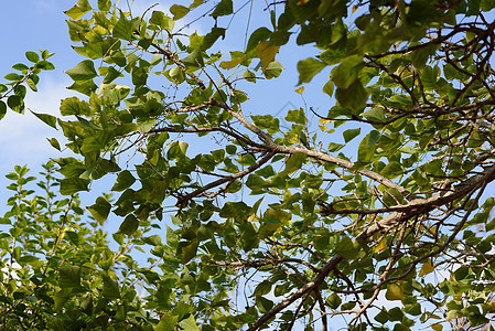 成熟的树枝和天空背景上的叶子图片
