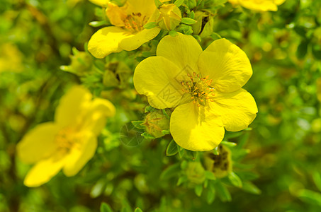 Oenothera 环自然牛粪稻草春花疗法月见草花束落日草本植物救命图片