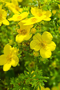 Oenothera 环稻草草本植物花束药品落日自然植物群植物学救命疗法图片