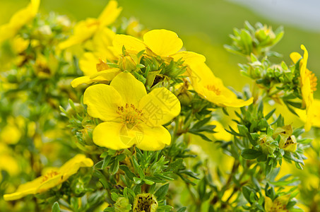 Oenothera 环花朵花园疗法植物药品春花植物学叶子月见草救命图片