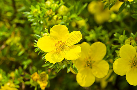 Oenothera 环救命药品花朵牛粪草本植物春花稻草月见草花束落日图片