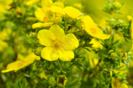 Oenothera 环牛粪草本植物花园植物学落日疗法月见草植物救命药品图片