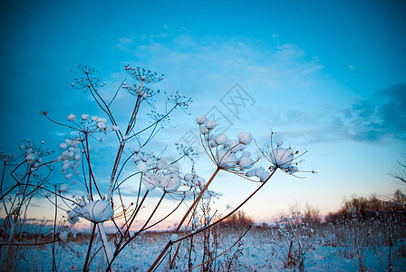 冬季现场仙境树木白色森林雪堆雪花天空季节旅行蓝色图片