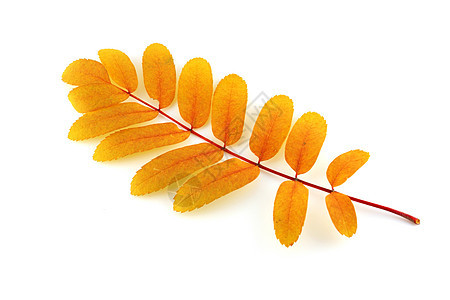 带彩色秋叶叶的交织黄色季节摄影白色团体红色叶子橙子静脉植物图片