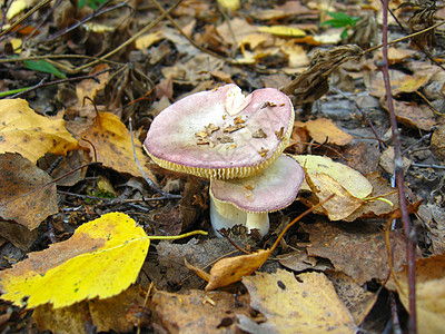 秋叶的香蘑菇图片