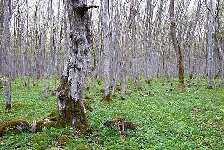 旧森林树桩树木苔藓绿色林地灰色图片