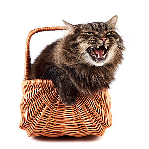 一只毛绒猫在一篮子里图片