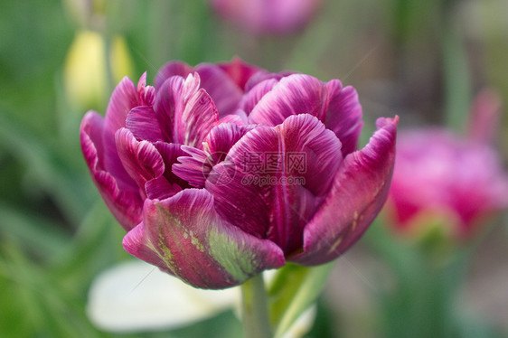 多叶紫郁金香图片
