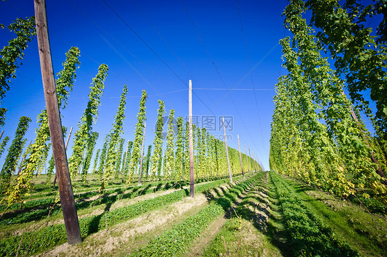 奥地利的Hop Field图片