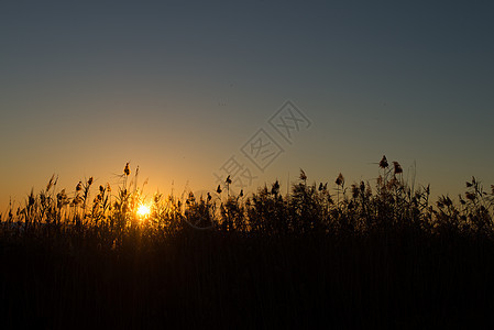 Reeds 环形图植物群日出阳光背光荒野太阳植物甘蔗水平图片