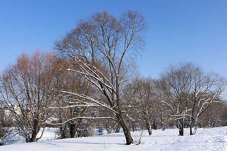 冬季公园中被雪覆盖的树木图片