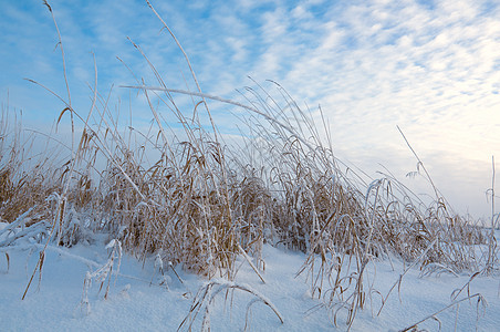 冬季风景天空森林场景雪花雪堆旅行树木仙境季节白色图片