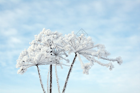 冬季风景蓝色场景季节森林雪花旅行天空白色雪堆树木图片