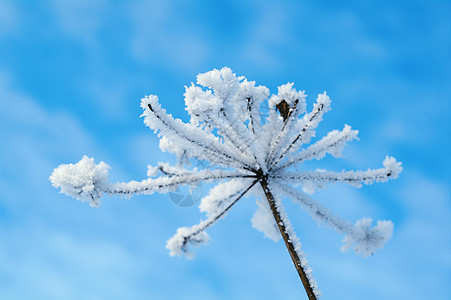 冬季风景天空场景树木旅行仙境白色雪堆蓝色季节雪花图片