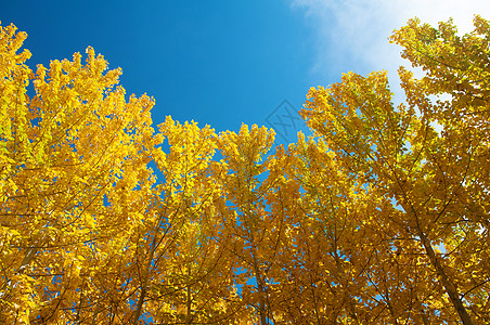 Fall Aspen 树视图图片