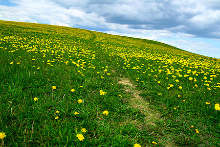 dandelion 字段地平线草地天空蓝色季节农业国家植物天气环境图片