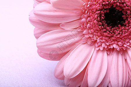 粉红色花瓣草本植物宏观礼物背景图片
