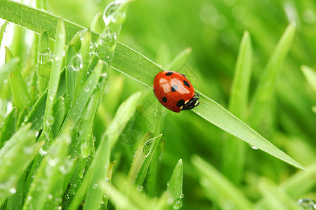 草地上的虫野生动物液体花园雨滴生活生长季节场地阳光昆虫图片