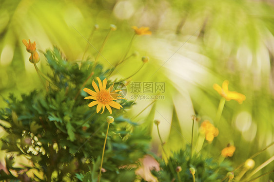 黄花花园黄色野花花头选择性植物焦点雏菊花瓣园艺图片