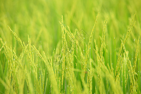 大米农场绿色植物食物稻田环境生长庄稼场地谷类背景图片