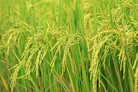 大米农场谷类绿色食物背景生长场地稻田环境植物庄稼图片