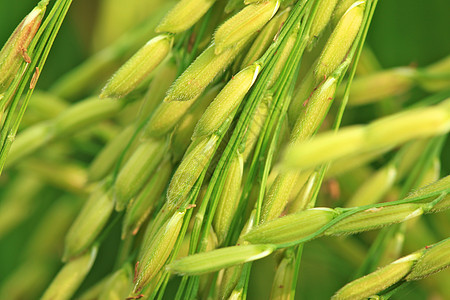 大米农场背景植物食物绿色庄稼稻田场地生长谷类环境图片