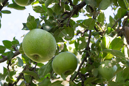 苹果2农业食物收成季节农场水果果园绿色叶子图片