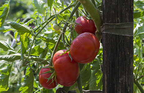 花园里的番茄沙拉叶子农场生长食物生产红色水平蔬菜绿色图片