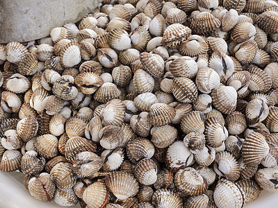 供在市场上销售的新鲜背景新鲜小鸡海洋沿海贝类生活海滨壳类教育海滩食物甲壳图片