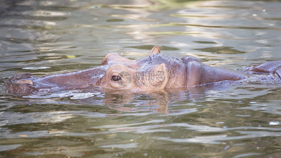 水中的河马花椒棕色颚骨哺乳动物白色脊椎动物危险生物野生动物舌头图片