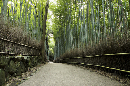 日本京都亚林山著名的竹木树林花园生态情调世界文化遗产环境异国生长竹子图片