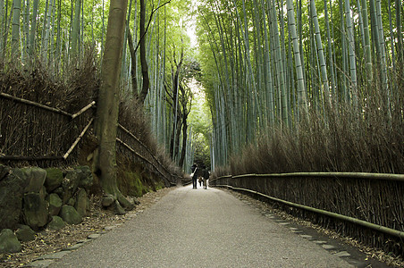 日本京都阿拉希山的竹木林游客世界生态树林小路寺庙叶子森林木头树干图片