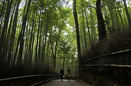 日本京都亚林山的竹木树林图片