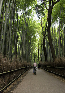 日本京都亚林山著名的竹木树林遗产森林花园木头游客竹子世界佛教徒生长旅游图片