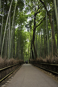 日本京都亚林山著名的竹木树林竹子小路游客寺庙植被花园栅栏森林吸引力地标图片