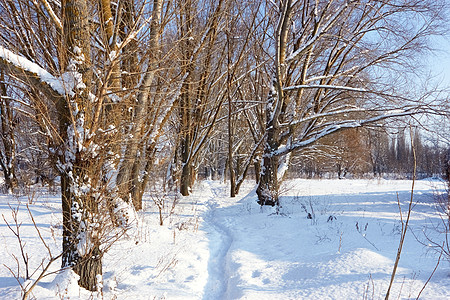 公园的雪中脚足道背景图片