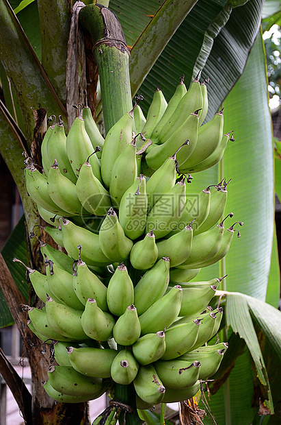 树上绿色香蕉天性国家食物水果农村农业图片