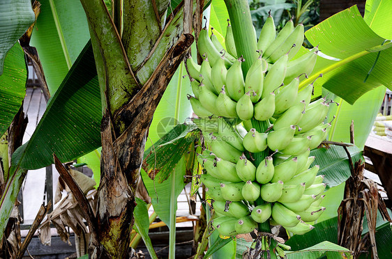 树上绿色香蕉食物农村农业天性水果国家图片