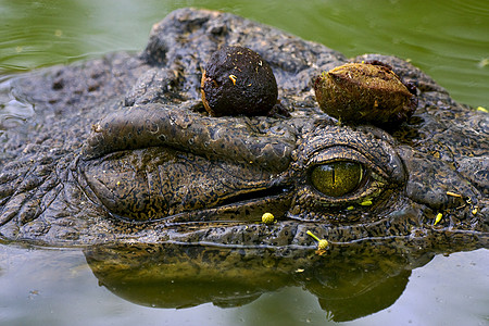 鳄鱼眼坚果绿色黑色眼睛白色爬虫图片