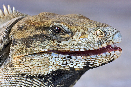蜥蜴眼爬行动物牙科鬣蜥背景图片