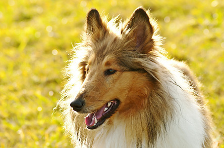 美国纯种的山羊狗长发犬类恋人红色棕色小狗宠物牧羊人毛皮动物图片