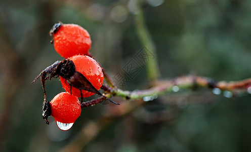 秋天玫瑰臀果(Rosaceae)图片