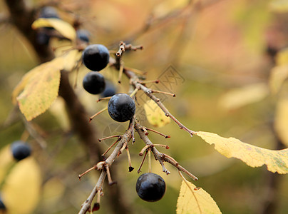 Sloe 分支 秋季背景图片