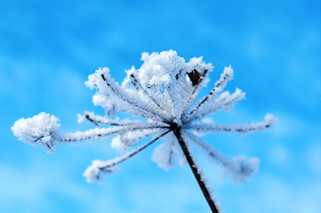 冬季风景白色森林雪堆仙境季节树木蓝色旅行雪花天空图片