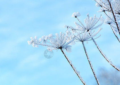 冬季风景场景旅行雪堆白色仙境蓝色天空树木雪花季节图片